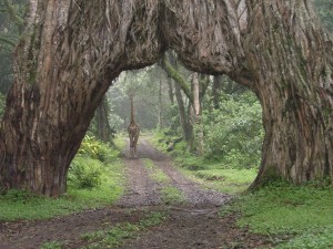 Arusha National Park Tree